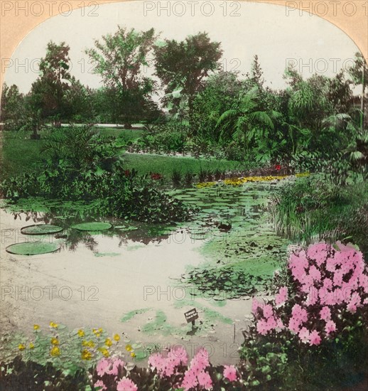 Lily Pond, Tower Grove Park, St. Louis, Mo., U.S.A.', 1897.