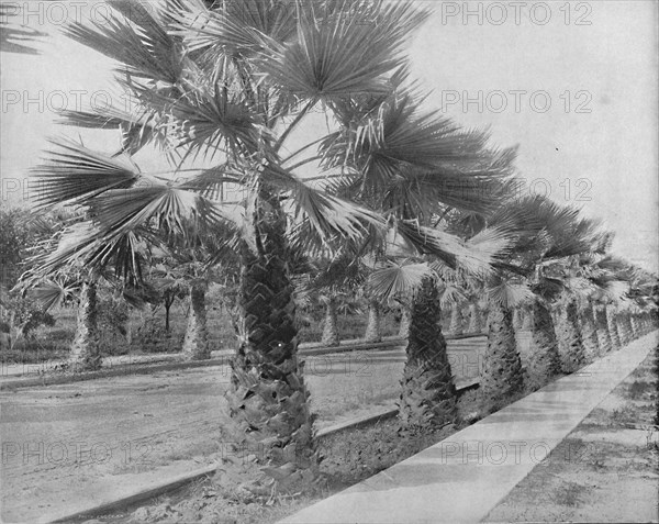 A Palm Avenue in Los Angeles, Cal.', c1897.