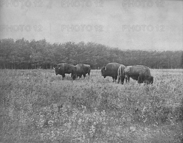 Silver Heights, Winnipeg', c1897.