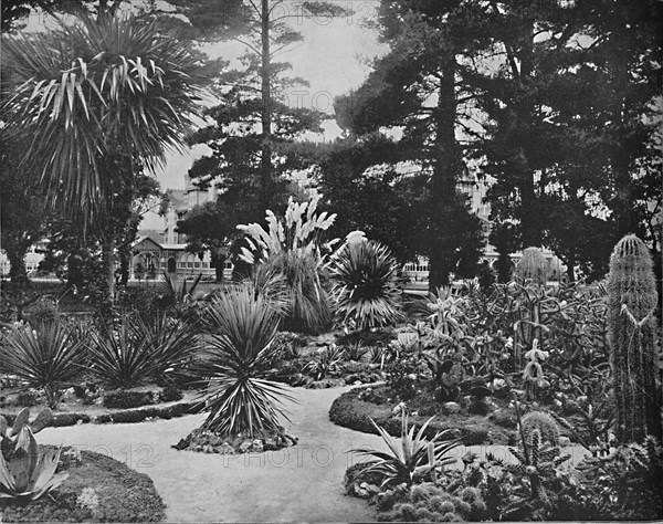 Arizona Garden. Monterey, Cal.', c1897.