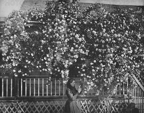 A Rose-Decked Home, Southern California', c1897.