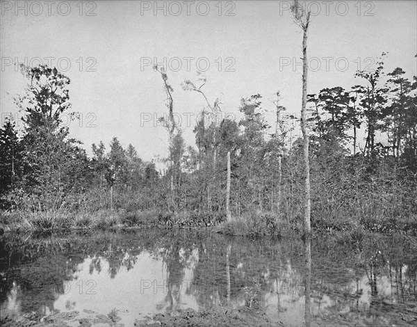 A Louisiana Swamp', c1897.