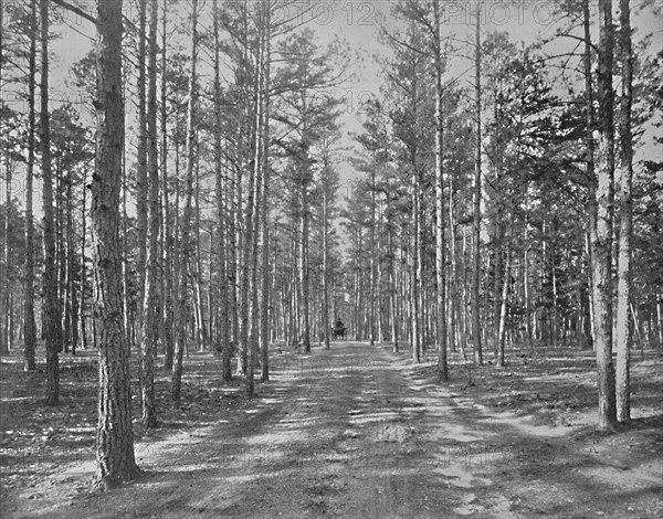 Drive in Piney Wods Park, Lakewood, New Jersey', c1897.