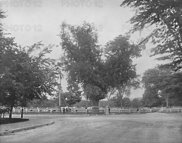 Washington Elm, Cambridge, Massachusetts', c1897.