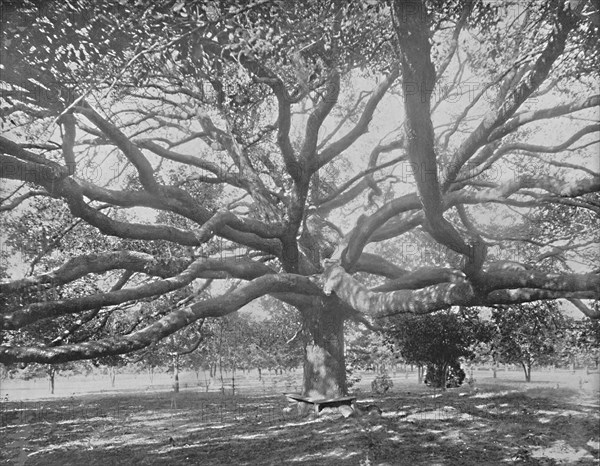 Mammoth Live Oak, near Jacksonville, Florida', c1897.