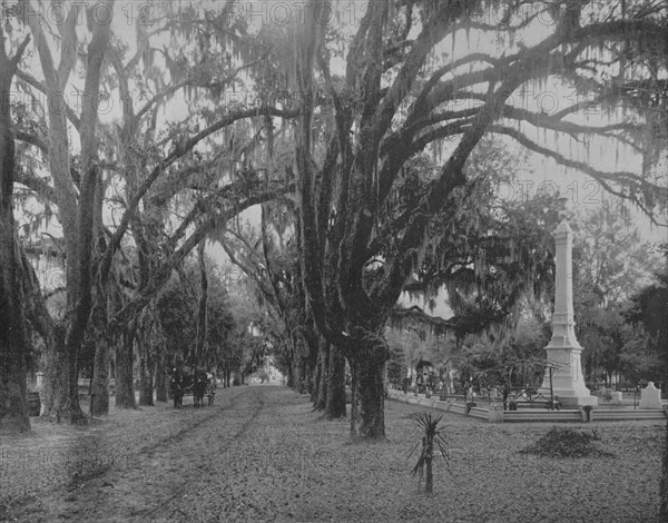 Hanging Moss on Live-Oak, Savannah, Georgia', c1897.