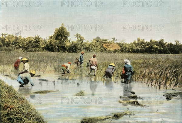 Recolte Du Riz', (Harvesting Rice), 1900.