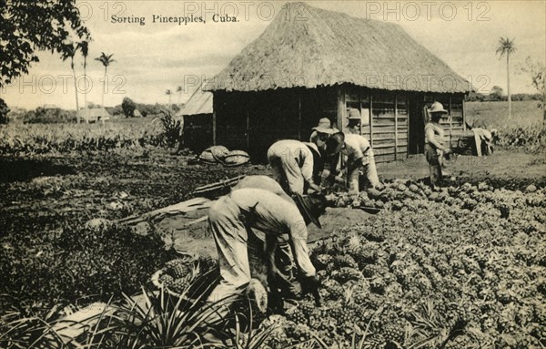 Sorting Pineapples, Cuba', late 19th-early 20th century.
