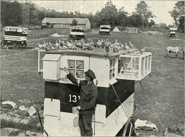 'British Army Carrier Pigeons in France