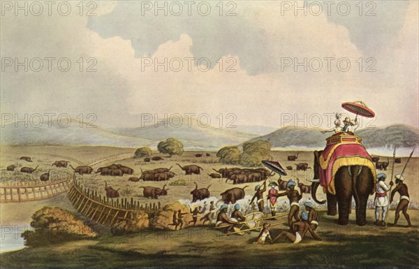 Sport in India - Driving Elephants Into A Keddah', c1808, (1901).