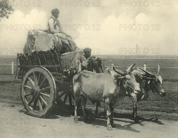 Bullock Cart'.