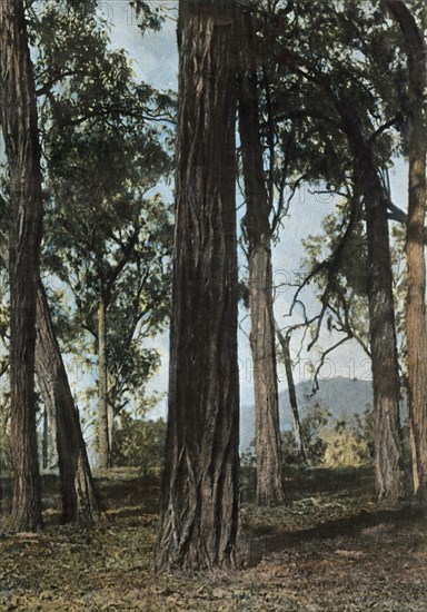 Nouvelle-Guinee. Le Bois De Fer', (Papua New Guinea - Ironwood Trees), 1900.