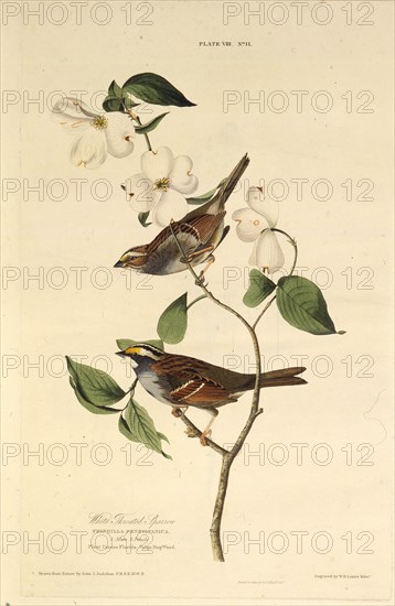 The white-throated sparrow. From "The Birds of America", 1827-1838.