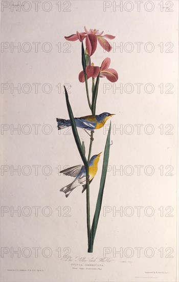 Blue Yellow-backed Warbler. From "The Birds of America", 1827-1838.