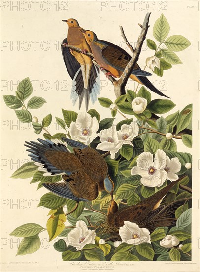 Carolina pigeon or Carolina turtledove. From "The Birds of America", 1827-1838.
