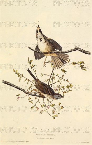 The song sparrow. From "The Birds of America", 1827-1838.