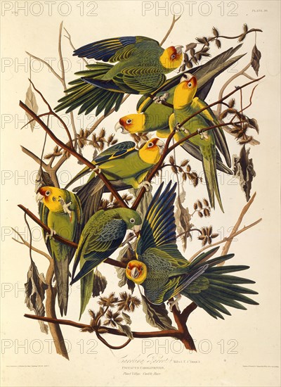 The Carolina parakeet, From "The Birds of America", 1827-1838.