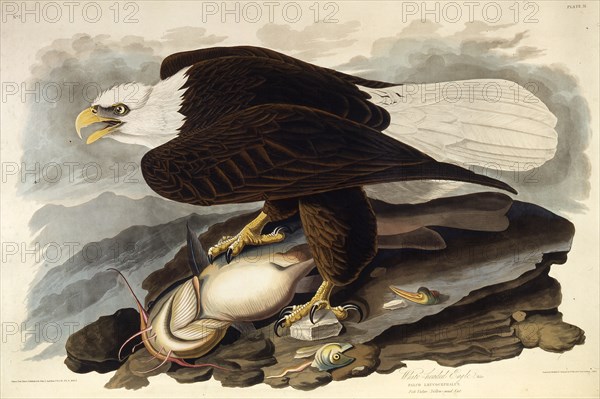 The bald eagle. From "The Birds of America", 1827-1838.