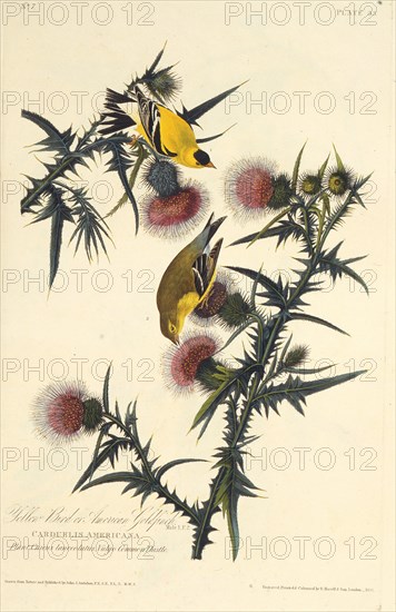 The American goldfinch. From "The Birds of America", 1827-1838.