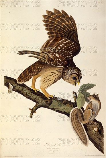 The barred owl. From "The Birds of America", 1827-1838.