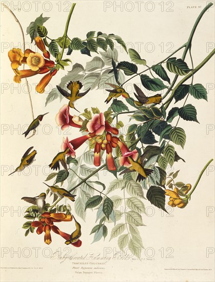 The ruby-throated hummingbird. From "The Birds of America", 1827-1838.