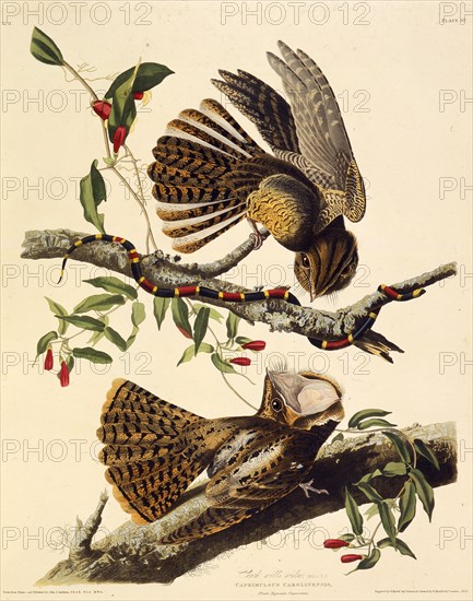 The chuck-will's-widow. From "The Birds of America", 1827-1838.