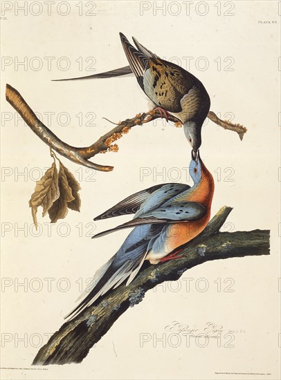 The passenger pigeon. From "The Birds of America", 1827-1838.