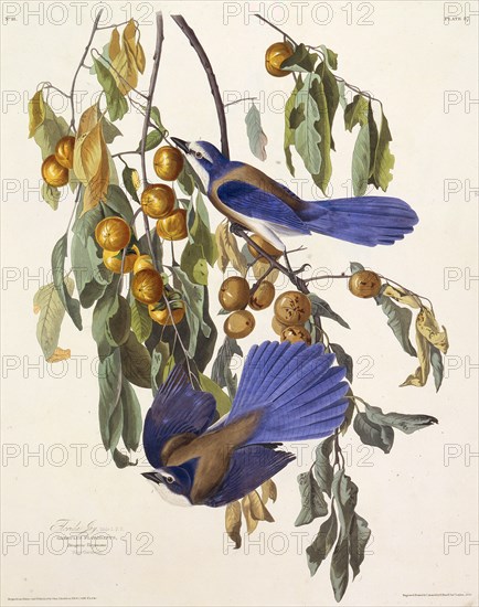 The Florida scrub jay. From "The Birds of America", 1827-1838.