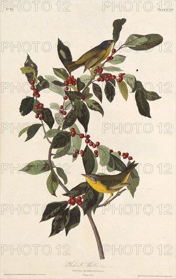 The Nashville warbler. From "The Birds of America", 1827-1838.