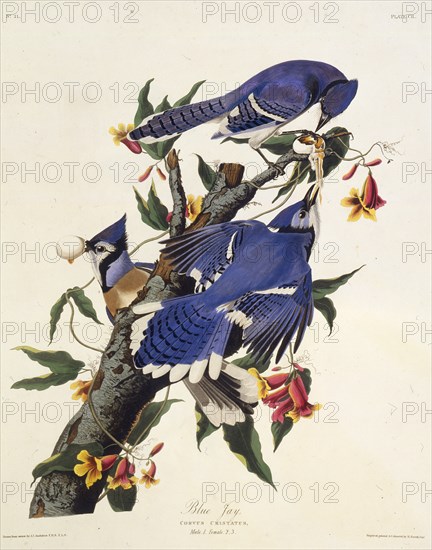 The blue jay. From "The Birds of America", 1827-1838.