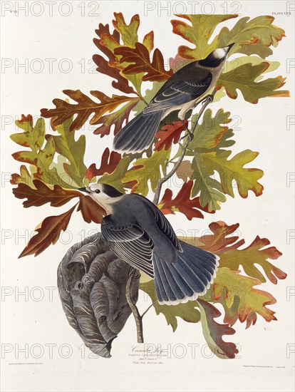 The grey jay. From "The Birds of America", 1827-1838.