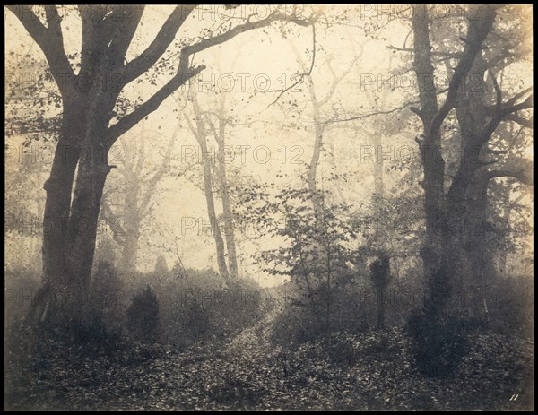 Fontainebleau. Forest at Barbizon, ca 1860.