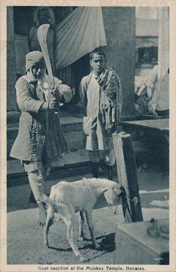 Goat sacrifice at the Monkey Temple, Benares'.