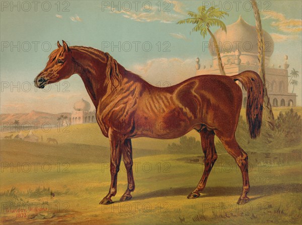 Goldie, High Class Arab', c1879.