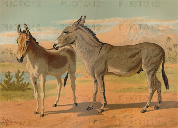 Abyssinian Wild Male Ass & Female Indian Onager', c1879.