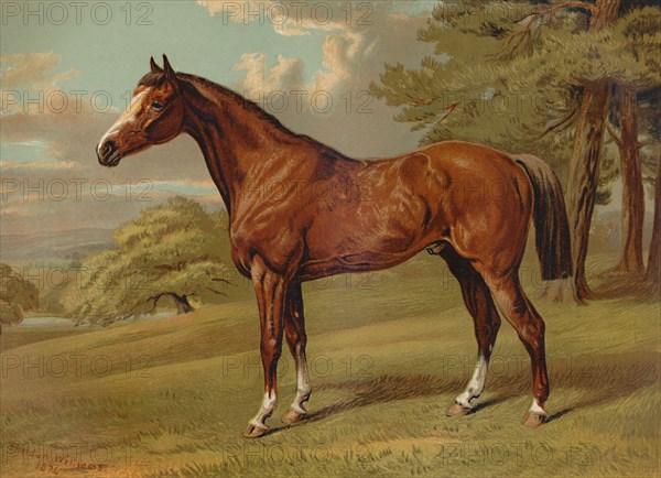 Stilton A Hunter', c1879.