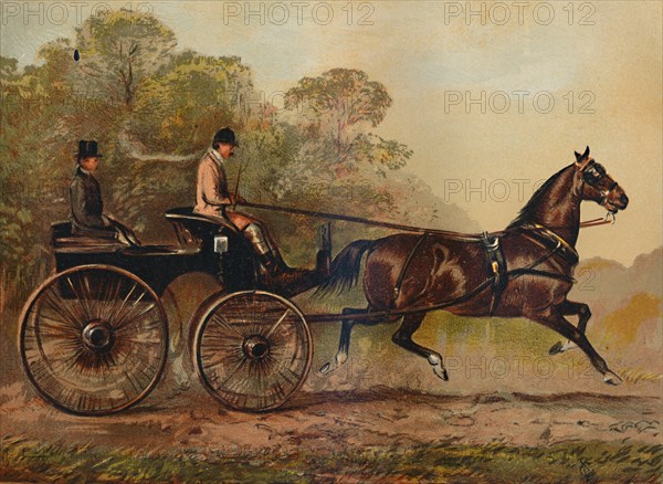 Single Harness Phaeton Horse "Columbine". Property of Charles Baynes Esq., 1872', c1879