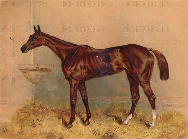 Emblem, Steeplechase Mare', c1879.