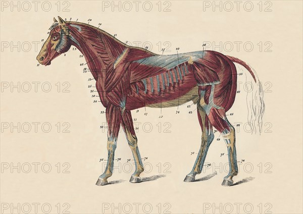 External Muscles and Tendons of the Horse's Body', c1879.