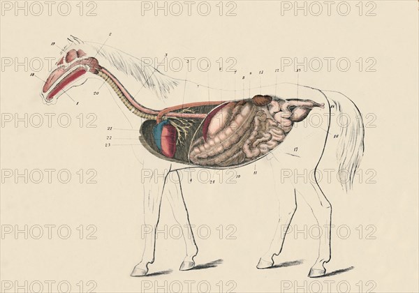 Longitudinal Section of the Horse', c1879.