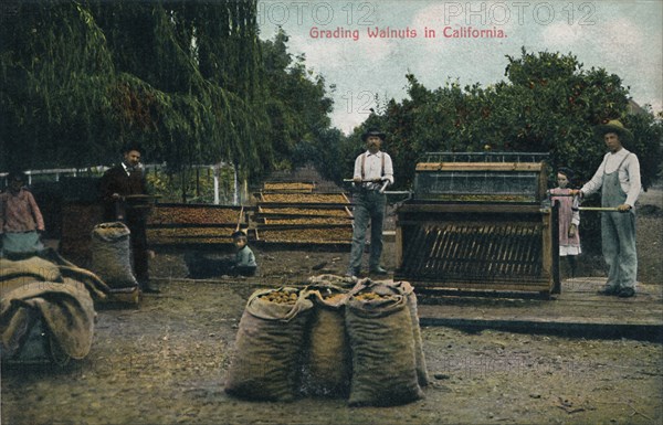 Grading Walnuts in California', c1910s.