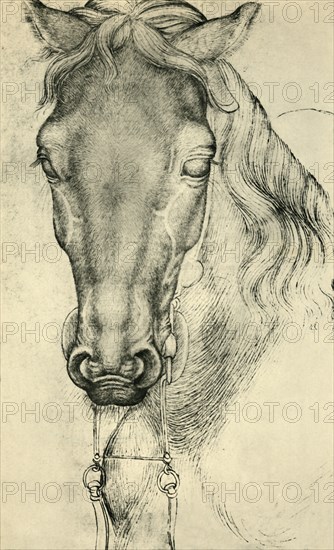 Head of a horse, c1420-1455, (1943).