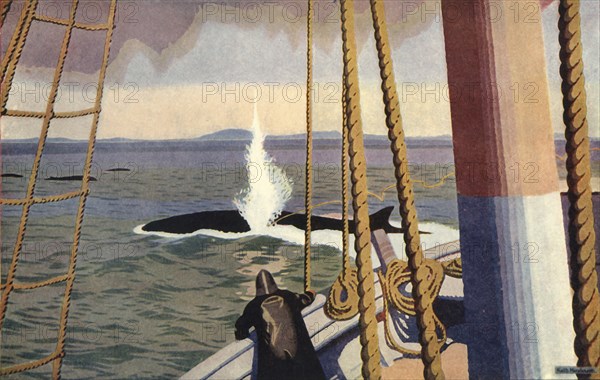 Whaling in the Antarctic'.