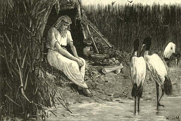 Anysis Concealed in the Marshes of the Delta', 1890.