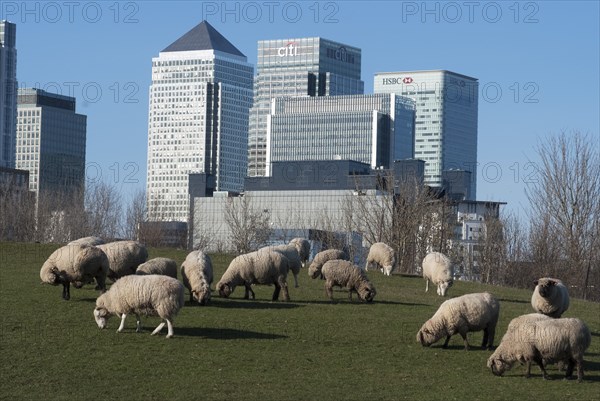 Docklands and Canary Wharf, London, England, UK, 2/3/10.