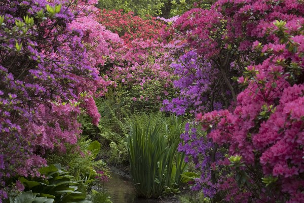 Isabella Plantation, Richmond Park, Richmond, Surrey, England, UK, 14/5/10.