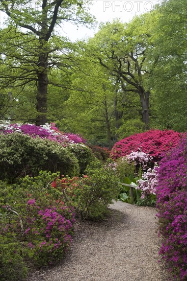 Isabella Plantation, Richmond Park, Richmond, Surrey, England, UK, 14/5/10.