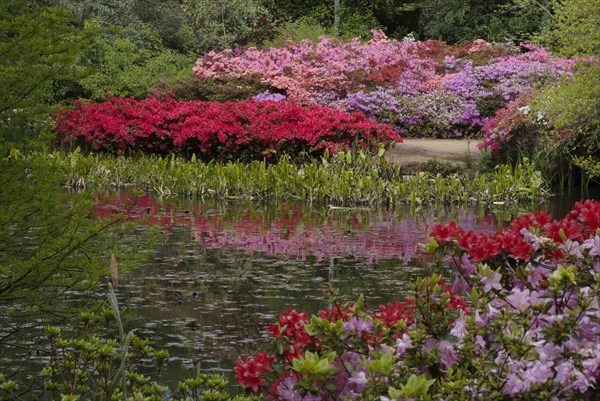 Isabella Plantation, Richmond Park, Richmond, Surrey, England, UK, 14/5/10.