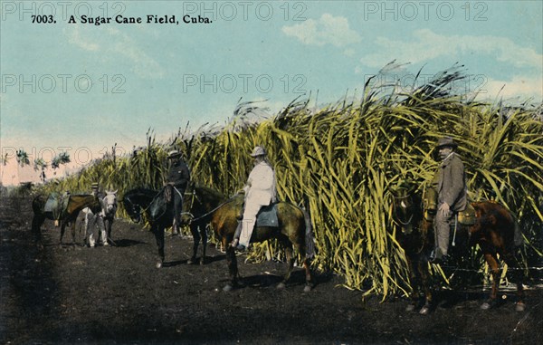 'A Sugar Cane Field, Cuba'