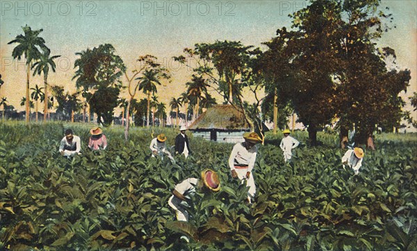 Tobacco plantation, Cuba